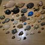 Schildpadden verzameling van steen